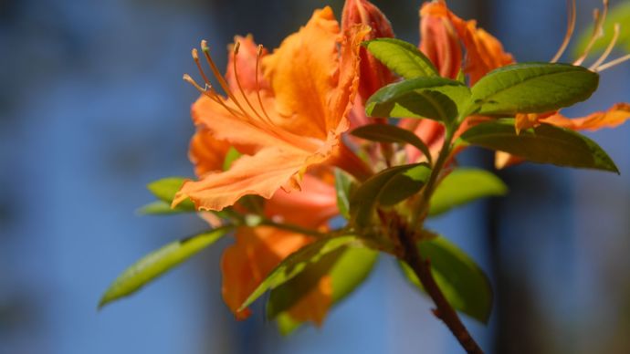 Babītē zied rododendri